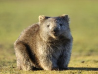 ウォンバットのフンはなぜ四角いのか？その謎に迫る（米研究）