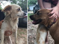 失踪した自閉症の3歳児を守り抜いていたのは2匹の愛犬だった（アメリカ）