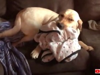 犬にとってのライナスの毛布「コレがないとダメなんだってば！」ブランケットをいつもくわえているわんこ