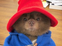 クマ？じゃなくて犬だった。くまのパディントンそっくりな元保護犬