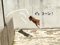 柴犬の機動力すごい！ピョンピョンと塀を飛び越えていくから塀の意味がまったくないっていう...。