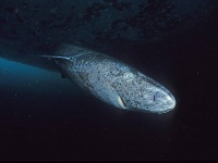 世界最長寿の脊椎動物「ニシオンデンザメ」長生きの理由のひとつは筋肉の代謝にあった