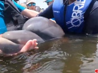 うれしいニュース。2年間池に閉じ込められたイルカが海に還される