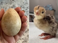 野原で卵を拾ったので育ててみたら七面鳥だった！