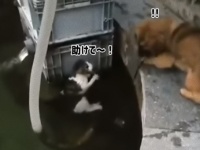 猫ちゃんがおぼれてる！水に飛び込み猫を助け出したのは犬だった