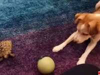 カメさん投げて！犬がカメにボールを渡し一緒に遊ぼうとおねだりするよ