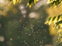 見よ！これが100万匹の蚊の山だ