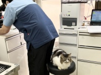 〝院長の椅子〟奪取される　都内の動物病院で...威風堂々の犯ニャンに12万人注目