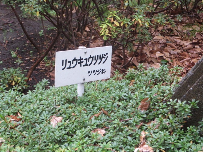 植わっているのは、リュウキュウツツジ