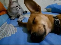 ワイより先に寝るんじゃねえ！寝てる犬を猫パンチで叩き起こす猫