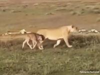 母性本能が狩猟本能を越えた時。ライオンがヌーの子供と寄り添いながら歩く姿が目撃される