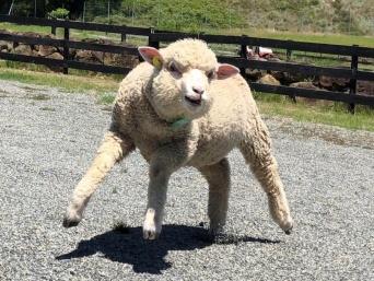 かわいい羊に見える...？（画像はイングランドの丘提供、編集部で一部トリミング）