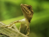 ​雑誌編集長あるある。爬虫類が逃げ出すのは季節の変わり目
