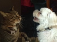 トゥクトゥーン！クールな猫と一途な犬の純愛ラブストーリー、3年目の真実