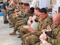オーストラリア軍が一列に並び、コアラの赤ちゃんを抱っこして給餌