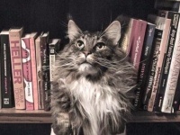 猫もきっとあの紙のニオイを愛してる？本に埋もれて幸せそうにくつろぐ猫たち
