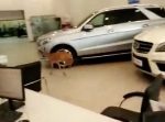 頼むから暴れないで…！　高級車のショールーム内で子鹿が走りまわる。