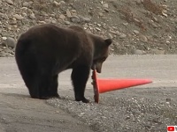 クマの真面目。倒れたコーンを正しい位置に戻すクマ