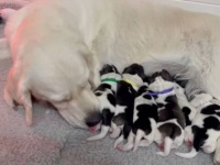 ピレニアン・マスティフに12匹の子犬が生まれたよ！そこでゴールデンのお母さんにお手伝いを頼んでみた