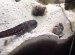 ムキになって砂を掛け合う魚たちが、まるで子どものケンカみたいで可愛い