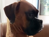 物的証拠が散乱しているのに、鉄の意思で黙秘権をつらぬく犬