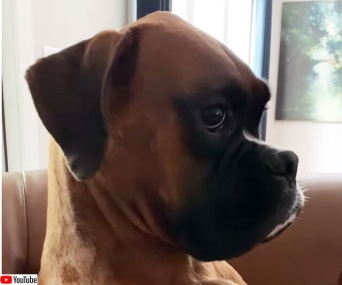 物的証拠が散乱しているのに、鉄の意思で黙秘権をつらぬく犬