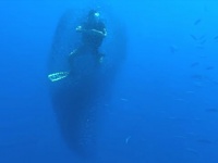 突然小魚の群れに覆われたダイバー。その背後から現れたのは、あの巨大な生き物だった