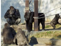 画像は、「東山動植物園」のホームページ、お知らせ「ゴリラとチンパンジーが引っ越し作業に入ります！」