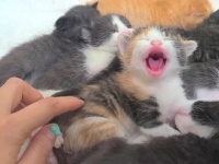生まれたばかりの子猫たち、初めて見たニンゲンたちに「みゃあみゃあ」と可愛すぎるご挨拶