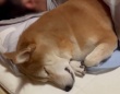 すやすや眠る寝顔に癒されちゃう♪安眠するワンちゃんが話題