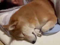 すやすや眠る寝顔に癒されちゃう♪安眠するワンちゃんが話題