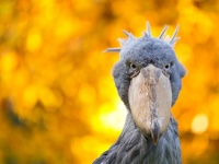 イギリスに唯一のハシビロコウがやってくる！1羽でオスを待ち続ける