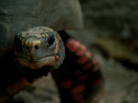 まだ生きていた！30年前に行方不明になった亀が屋根裏で発見される