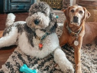 この子を守るのが私の使命。家族に迎えられた3本足の犬の4本目の足の役目をかって出た先住犬