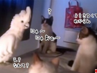 ニャオォ～！猫語で対話を試みるオウムだが、困惑する猫たち（要音声）