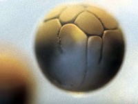 これはわかりやすい！カエルの卵が細胞分裂を繰り返していく様子がわかるタイムラプス動画