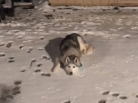 またゼウスが駄々をこねてるし。「もっと雪の中にいたい！」とワガママを言うシベリアンハスキー