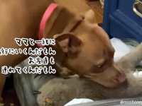 せつなかわいい！ママが旅行準備中、スーツケースにお友達のぬいぐるみを詰め込もうとする犬