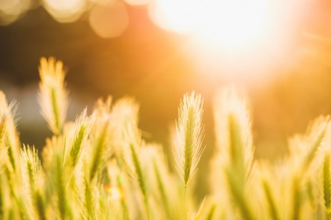 iStock_000063424935_Small