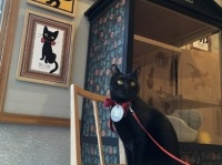 看板ネコ「黒の助」と完成した執務室（写真は、夢二郷土美術館提供）