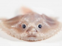 深海はワクワクの宝庫！オーストラリアの海底で奇妙な深海魚を続々発見！