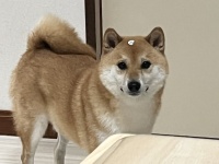家具の組み立てを邪魔しに行った柴犬さん、カスタマイズされて帰還　なんにも分かってない顔に9.8万人笑顔