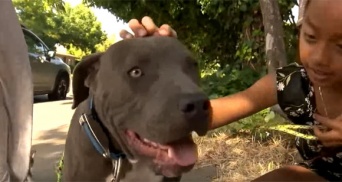 火事！赤ちゃんを助けなきゃ！火事から家族の命を守ったお手柄ピットブル（アメリカ）