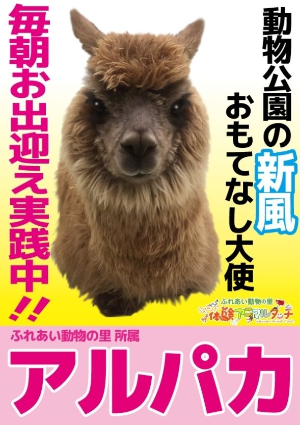 アルパカの選挙ポスター（画像提供：千葉市動物公園）