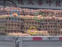 マジなのネタなの？暑すぎてトラックに積んでおいた卵が孵化した件（中国）