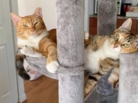 「だっておじちゃんが大好きなの！」元庭猫を追いかけ続けた保護子猫、気持ちが通じてラブラブに？