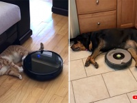 お掃除ロボットルンバに対する犬の反応・猫の反応