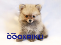 有限会社 Coo&amp;RIKUのプレスリリース画像