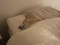 家族感ハンパない〝実家の犬〟の寝姿に26万人感動　「飼っている」というより「同居している」