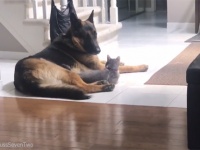 犬とイチャイチャしてるところを他の猫には見られたくなかった猫の反応